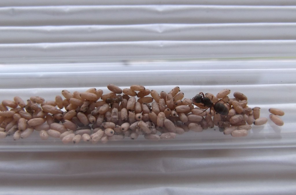 Lasius umbratus (podziemnica zwyczajna)