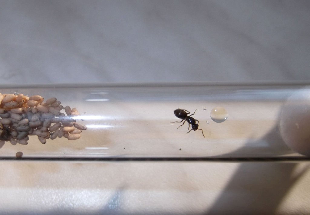 Lasius umbratus (podziemnica zwyczajna)