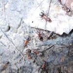 Formica polyctena