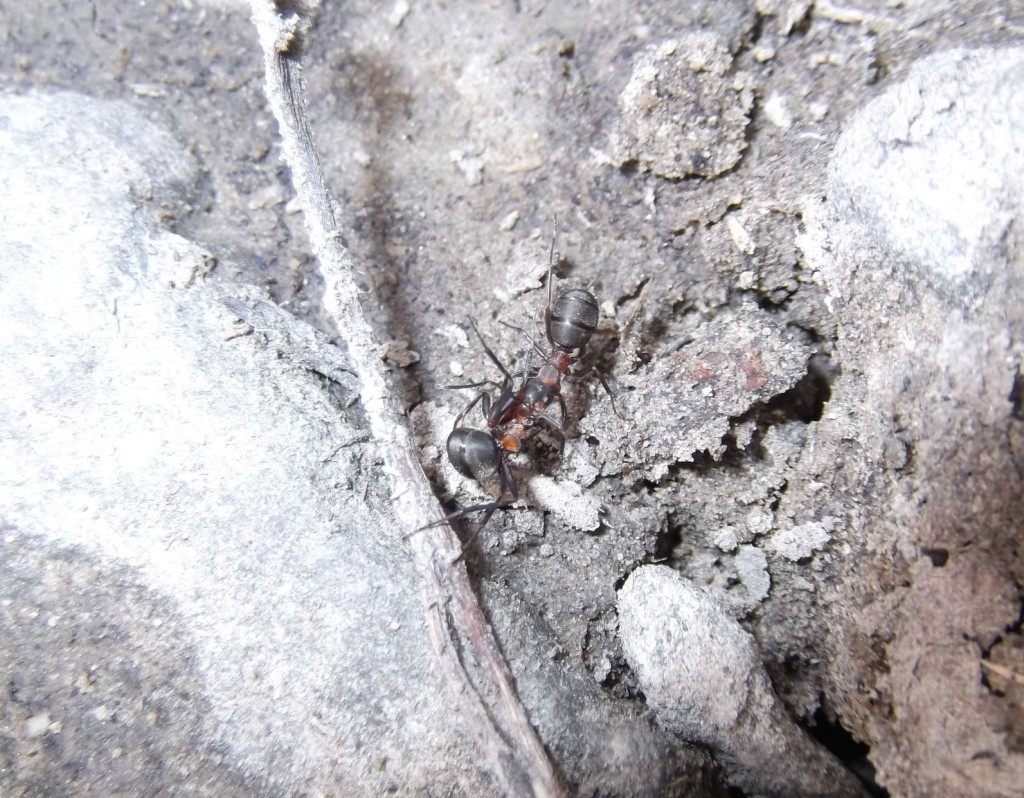Formica polyctena (mrówka ćmawa)