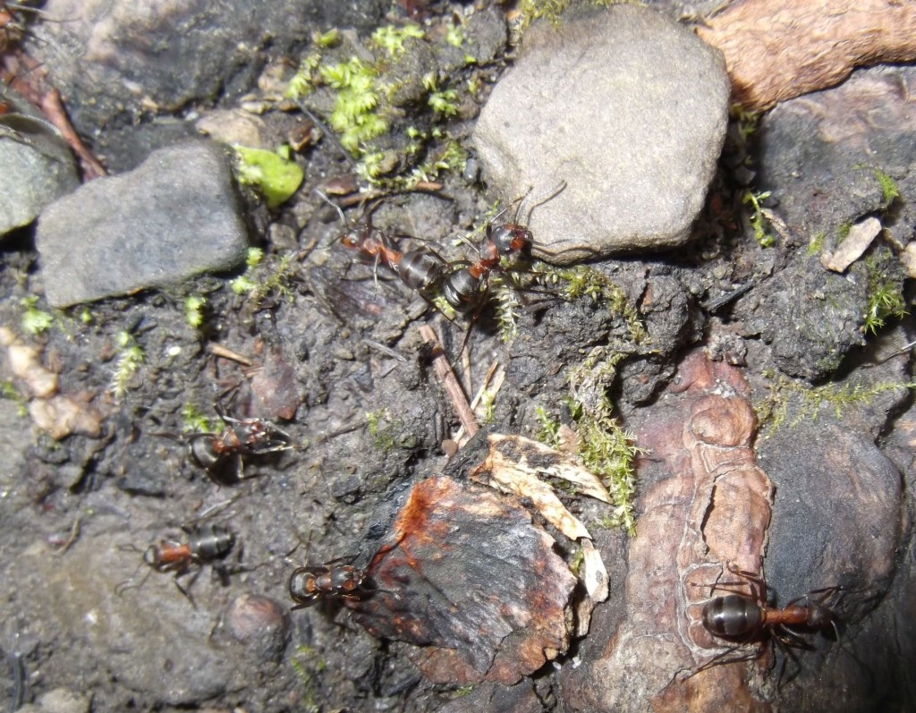 Formica polyctena (mrówka ćmawa)