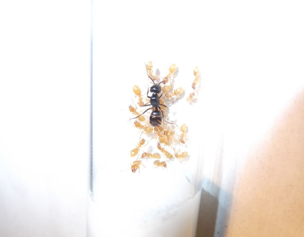 Lasius fuliginosus (kartonówka zwyczajna)