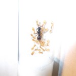 Lasius fuliginosus