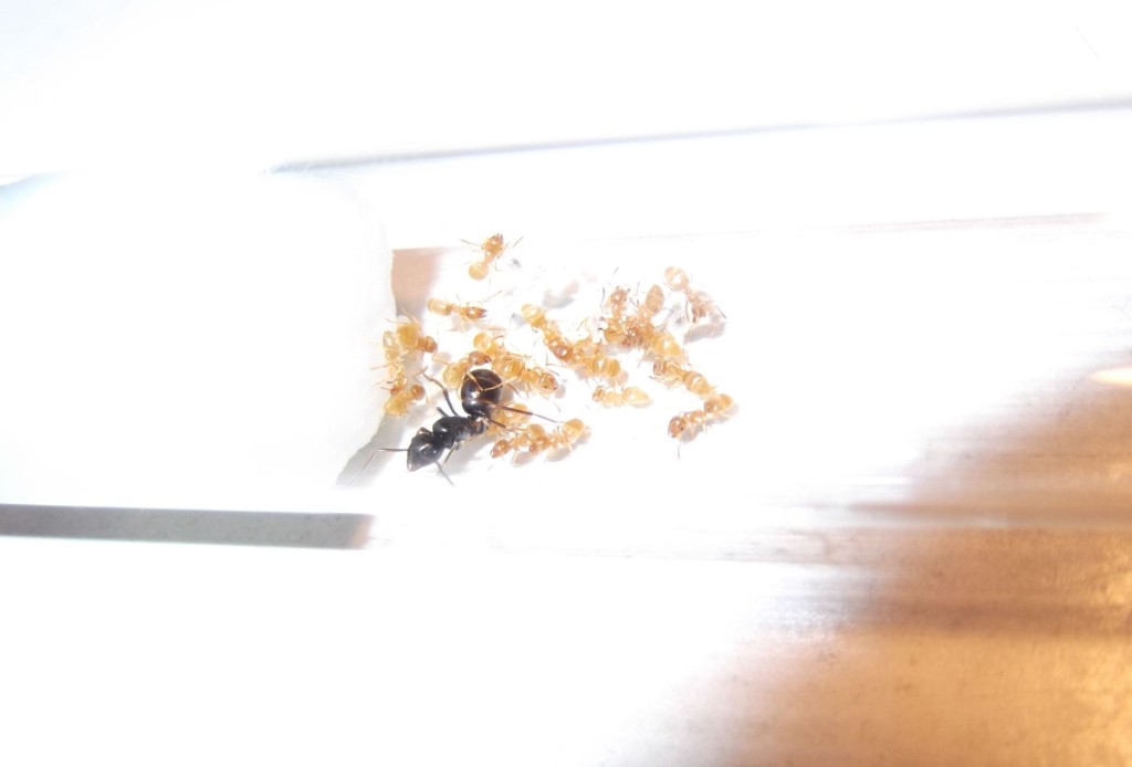 Lasius fuliginosus (kartonówka zwyczajna)