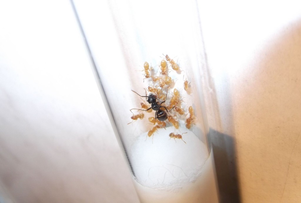 Lasius fuliginosus (kartonówka zwyczajna)