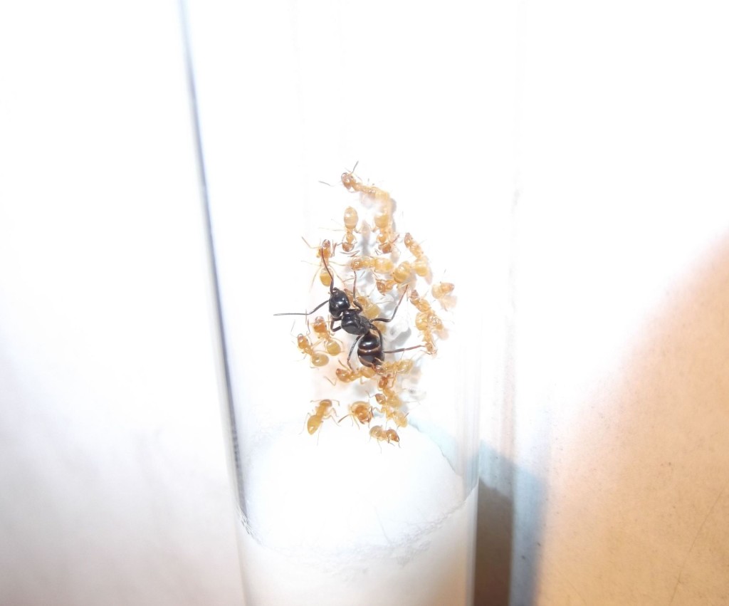 Lasius fuliginosus (kartonówka zwyczajna)