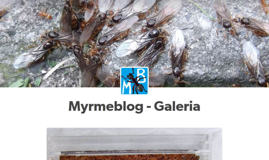 Myrmeblog
