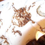 Ćwierkanie u mrówek