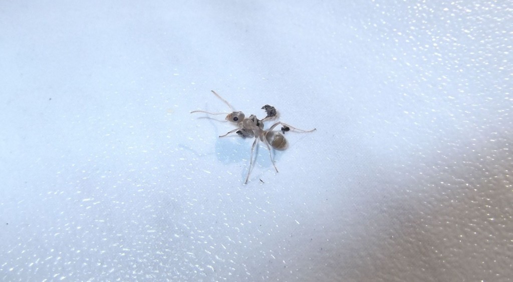 Formica cinerea (pierwomrówka żwirowa)