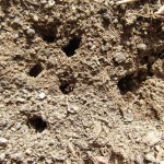 Formica cinerea (pierwomrówka żwirowa)