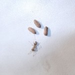 Formica cinerea (pierwomrówka żwirowa) 