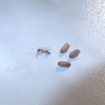 Formica cinerea (pierwomrówka żwirowa)