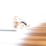Lasius fuliginosus