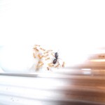 Lasius fuliginosus