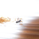 Moje mrówki – część 1