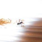 Lasius fuliginosus 