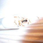 Lasius fuliginosus