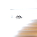 Lasius niger 