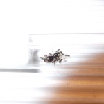 Lasius niger 
