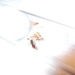 Myrmica sp. 