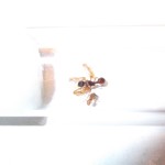 Moje mrówki – część 2