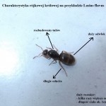 Myrmeporadnik II: „Jak złapać rójkową królową?”