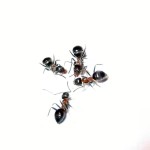 Lasius emarginatus