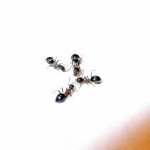 Lasius emarginatus (hurtnica skalna)