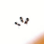 Lasius emarginatus (hurtnica skalna)