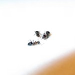 Lasius emarginatus (hurtnica skalna)