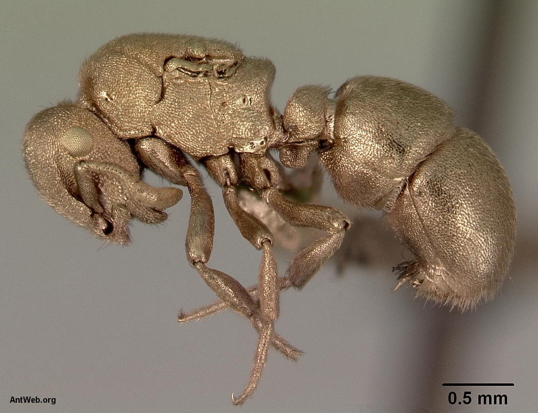 Mrówka Aulacopone relicta napylona złotem
