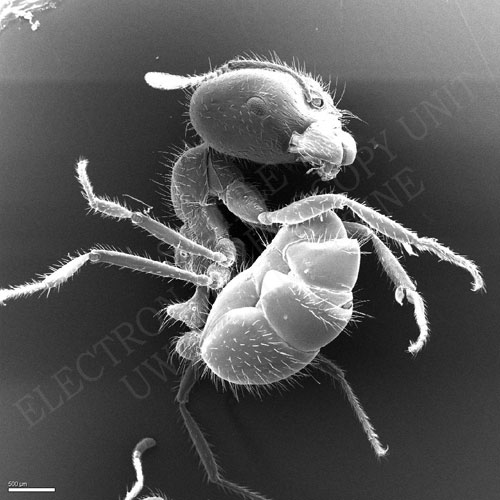 Mrówki w mikroskopie skaningowym 