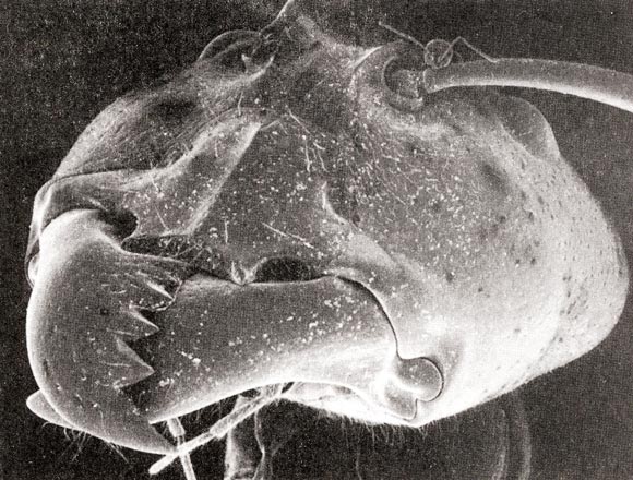 Robotnica Camponotus Gigas i Brachymyrmex