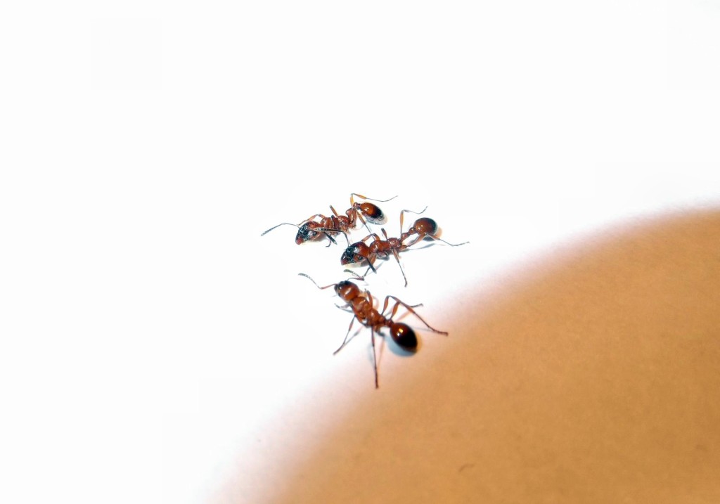 Manica rubida (wścieklica dorodna)