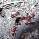 Manica rubida (wścieklica dorodna)