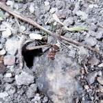 Manica rubida (wścieklica dorodna)