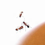 Manica rubida (wścieklica dorodna)