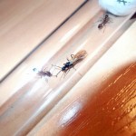 Manica rubida (wścieklica dorodna)