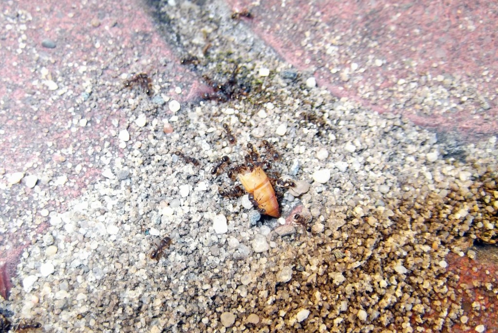 Tetramorium caespitum (murawka darniowiec)