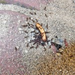 Tetramorium caespitum (murawka darniowiec)