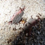 Tetramorium caespitum (murawka darniowiec)