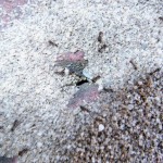 Tetramorium caespitum (murawka darniowiec)