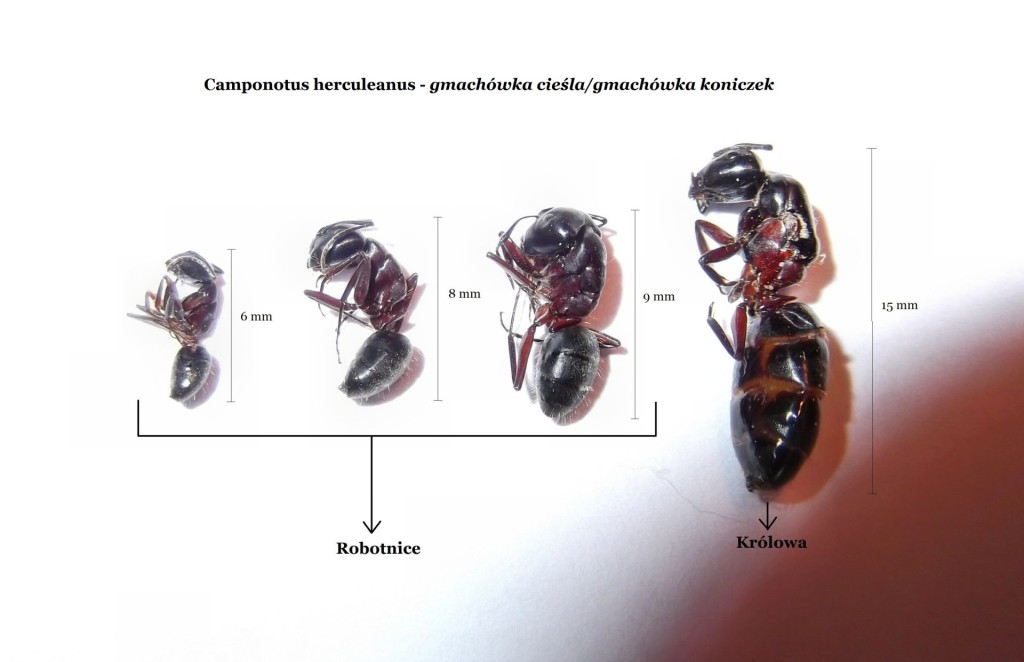 Camponotus herculeanus (gmachówka koniczek/cieśla) 