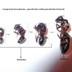 Camponotus herculeanus