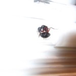 Camponotus herculeanus (gmachówka koniczek/cieśla) 