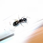 Camponotus herculeanus (gmachówka koniczek/cieśla) 