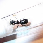 Camponotus herculeanus (gmachówka koniczek/cieśla) 