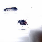 Camponotus herculeanus (gmachówka koniczek/cieśla) 