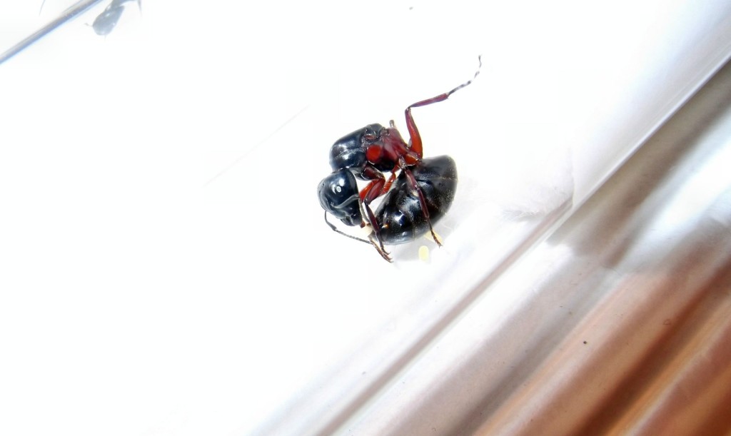 Camponotus herculeanus (gmachówka koniczek/cieśla) 