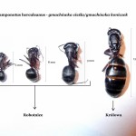 Camponotus herculeanus (gmachówka koniczek/cieśla) 